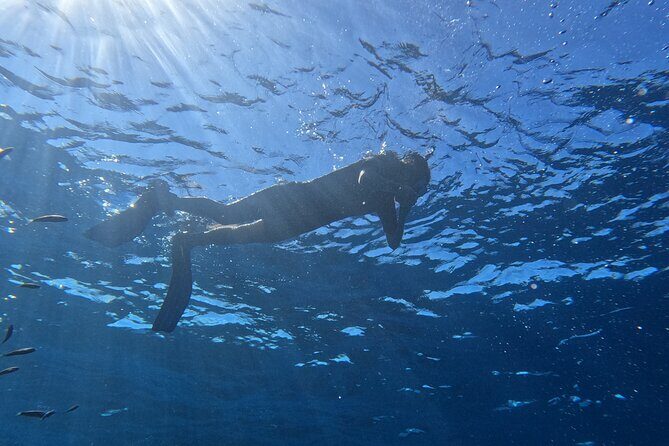 Snorkeling with a Professional Instructor in Tenerife - The Snorkeling Site: Why It’s a Winner for Beginners