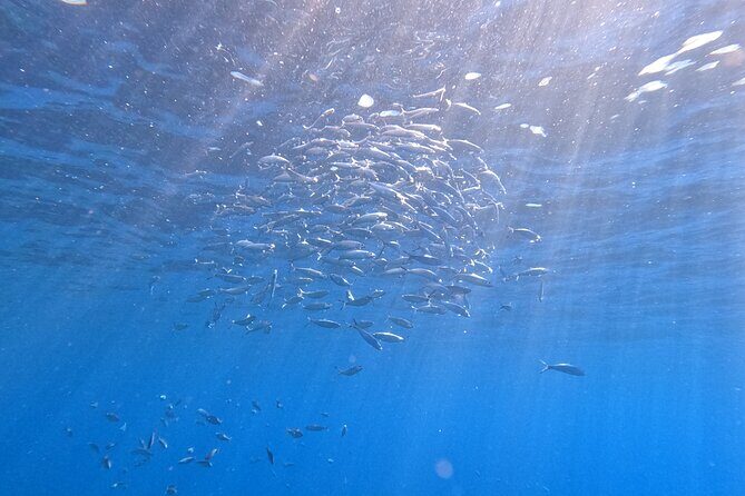 Snorkeling with a Professional Instructor in Tenerife - The Value of Free Photos and Videos