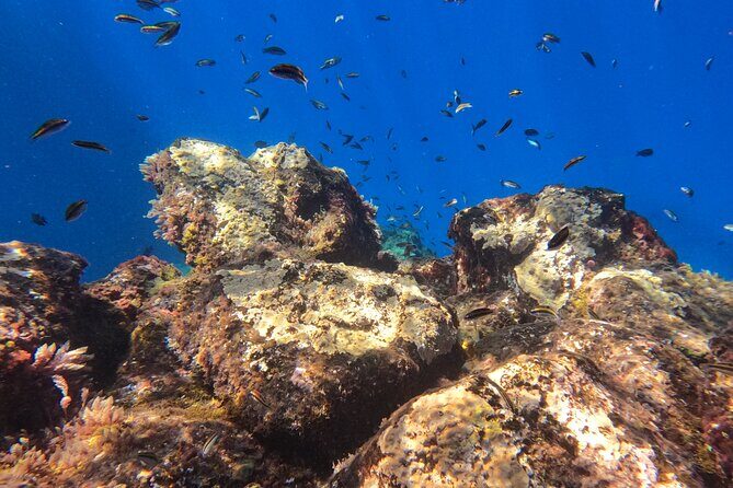 Snorkeling with a Professional Instructor in Tenerife - What Reviewers Love Most