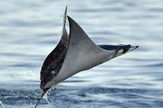 Snorkeling with Mobulas in La Ventana Bay Round trip from La Paz - An In-Depth Look at the Snorkeling with Mobulas Tour