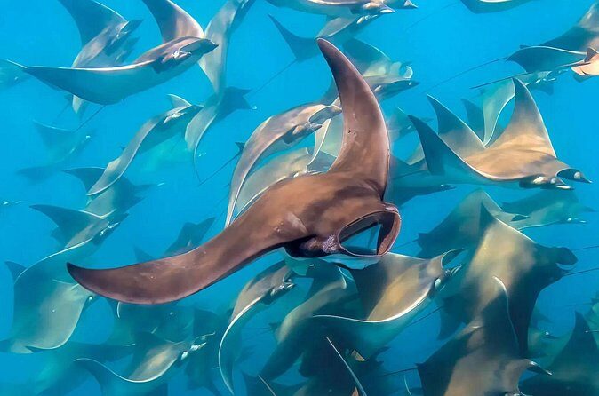 Snorkeling with Mobulas in La Ventana Bay Round trip from La Paz - The Sum Up