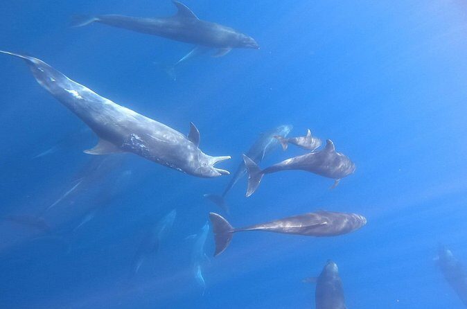 Snorkeling with Mobulas in La Ventana Bay Round trip from La Paz - FAQ
