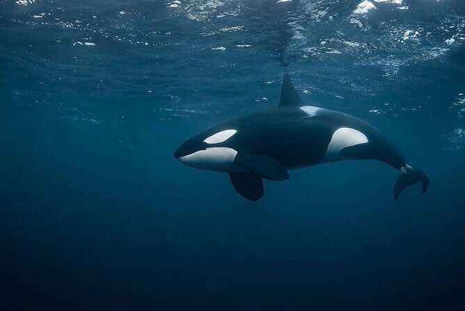 Snorkeling with Orcas In Norway, 4 days All-Inclusive expedition - Exploring the Tromsø Arctic Waters