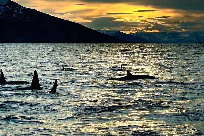 Snorkeling with Orcas In Norway, 4 days All-Inclusive expedition - Why This Tour Is Worth Considering