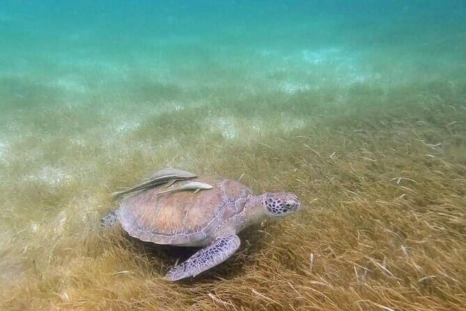 Snorkeling with Sea Turtles and Cenote Adventure - Key Points