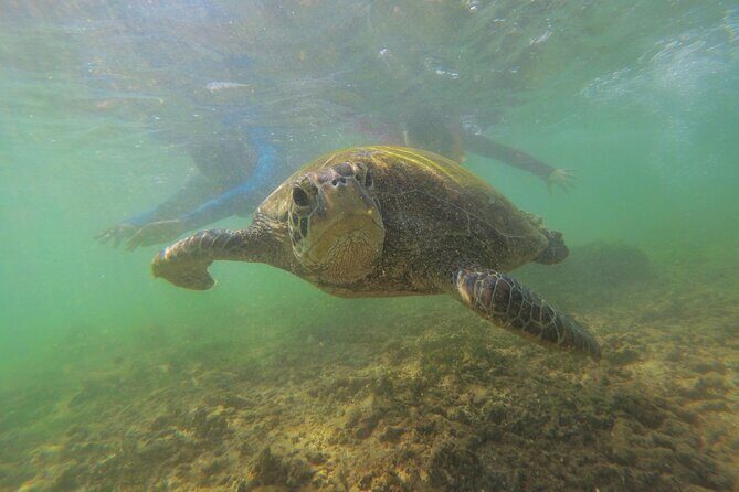 Snorkeling with Sea Turtles in Mirissa (Pickup and Drop included) - Who Should Consider This Tour?