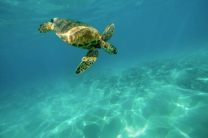 Snorkeling with Sea Turtles in Mirissa (Pickup and Drop included) - FAQ