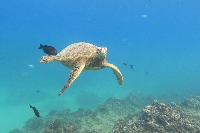 Snorkeling with Turtle/Water Scooter/Paddleboard Adventures Oahu - Snorkeling with Turtle, Water Scooter, and Paddleboard Adventures on Oahu: A Genuine Dive into Hawaii’s Marine Magic