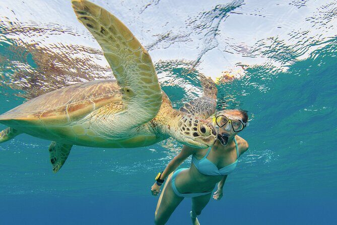 Snorkeling with Turtle/Water Scooter/Paddleboard Adventures Oahu - FAQ: Your Questions Answered