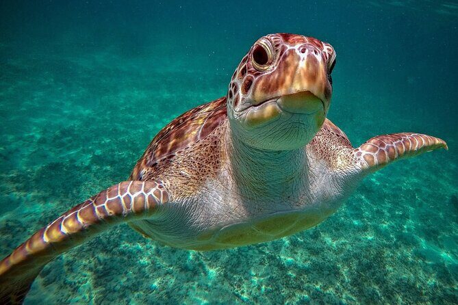 Snorkeling with Turtles and Cenote Tour from Riviera Maya - Key Points