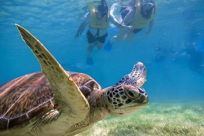 Snorkeling with Turtles and Cenote Tour from Riviera Maya - The Sum Up