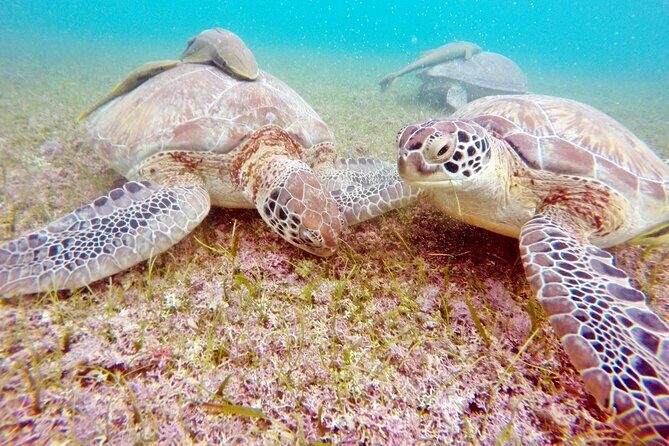 Snorkeling with Turtles and Cenote Tour from Riviera Maya - FAQ