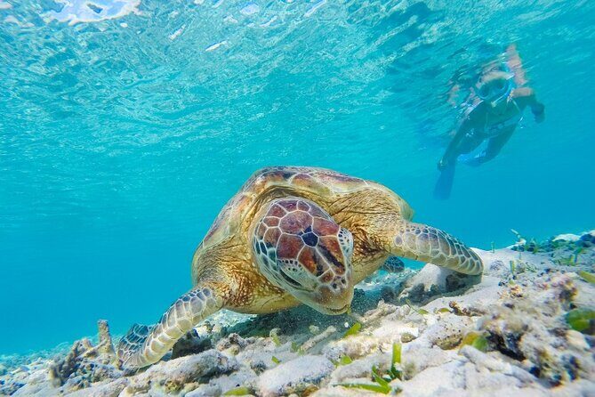 Snorkeling with Turtles and Cenotes - Who Will Love This Tour?