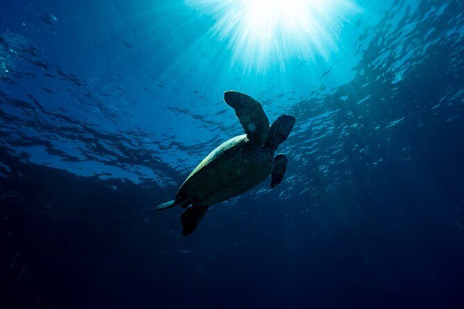 Snorkeling with Turtles  Cook Island Marine Reserve - Who Should Consider This Tour?