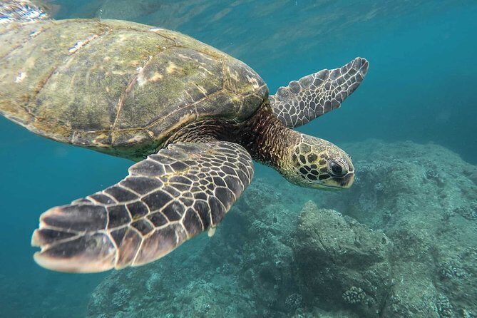 Snorkeling with Turtles in Mirissa - Snorkeling with Turtles in Mirissa: An Up-Close Encounter with Sri Lanka’s Marine Wonders