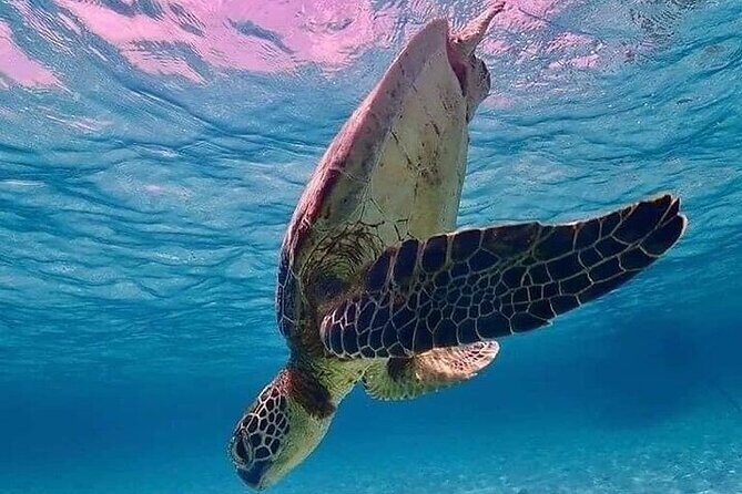 Snorkeling with Turtles Visit Mayan Ruins in Tulum from Cancun - Exploring the Tulum Archaeological Site