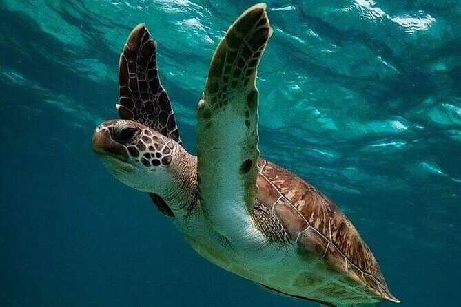 Snorkeling with Turtles Visit Mayan Ruins in Tulum from Cancun - Who Should Consider This Tour?