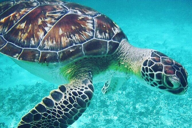 Snorkeling with Turtles Visit Mayan Ruins in Tulum from Cancun - The Sum Up