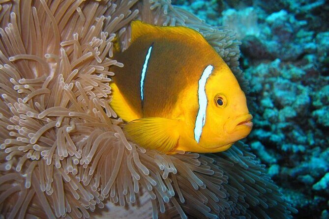 Snorkeling with underwater scooter in Tahaa lagoon from Raiatea - What’s Included and What’s Not