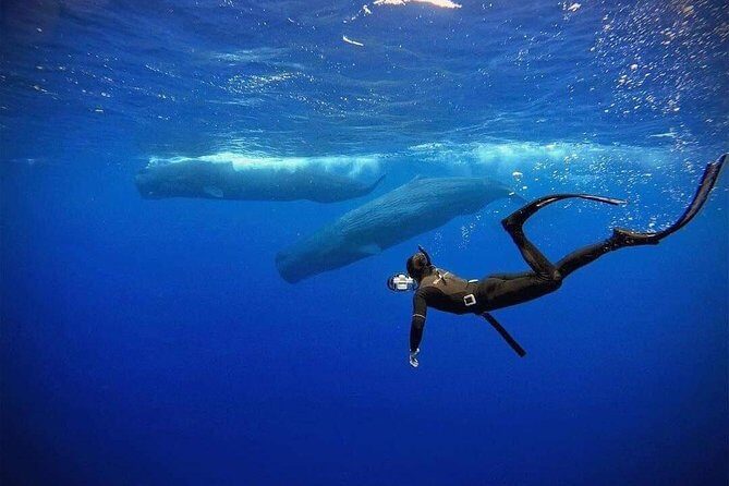 Snorkeling with Whales in Mirissa - An In-Depth Look at the Mirissa Whale Snorkeling Tour