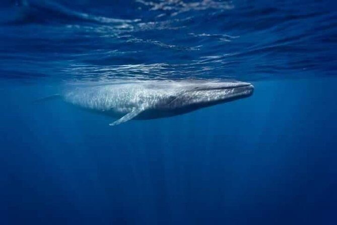 Snorkeling with Whales in Mirissa - Final Thoughts: Is It Worth It?