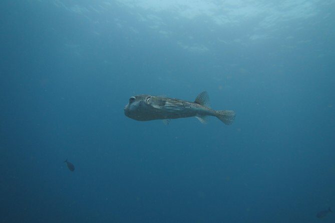 Snorkelling in Padang Bai - An In-Depth Look at the Experience