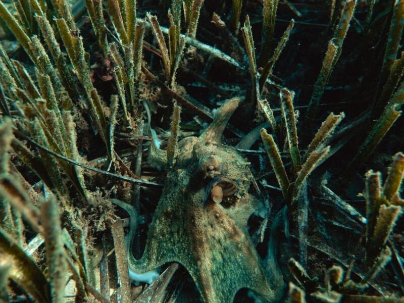 Snorkelling & Marine Biology Experience in the Cinque Terre - Final Thoughts