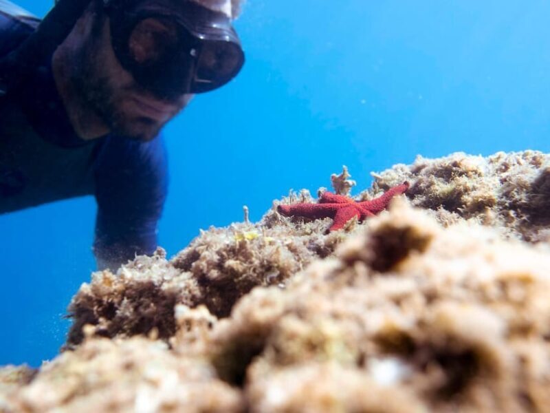 Snorkelling & Marine Biology Experience in the Cinque Terre - FAQ