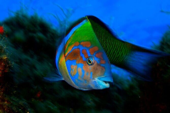 Snorkelling Trip at Ponta de São Lourenço Protected Area - Final Thoughts