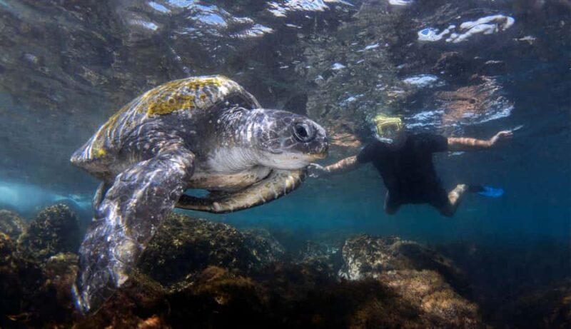 Snorkelling with Turtles at Cook Island Marine Rserve - An Authentic Marine Adventure Close to Home