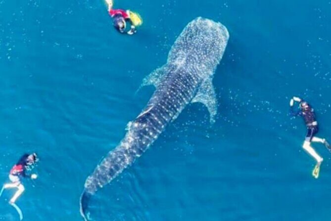 Snorkling with whale shark in teluk saleh min 2 person - An In-Depth Look at the Sumbawa Whale Shark Tour