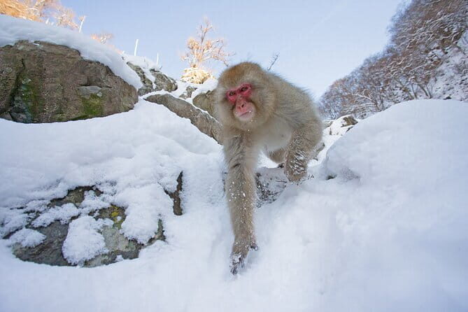 Snow Monkey and Obuse from Nagano - FAQs