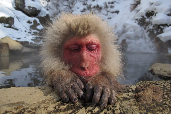 Snow Monkey and Shibu Onsen Afternoon Group Tour from Myoko Kogen - What to Expect from the Tour