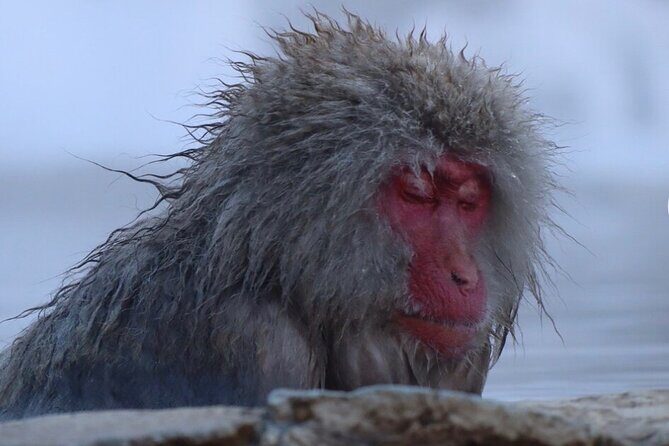 Snow Monkey Nagano Day Tour by Car English Driver in Person Guide - A Deep Dive into the Itinerary and Experience