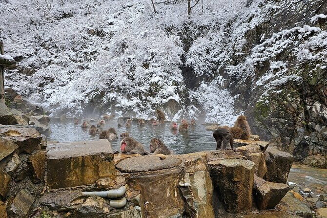 Snow Monkey Nagano One Day Private Tour with English Guide. - Key Points