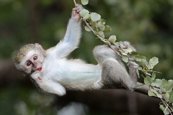 Snow Monkey Nagano One Day Private Tour with English Guide. - FAQs