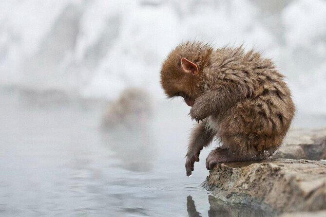 Snow Monkey Park & Zenkoji Temple Nagano Pvt. Full Day Tour. - The Itinerary in Detail