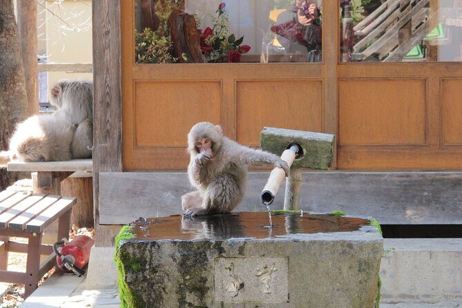 Snow Monkey & Shibu Onsen Afternoon Tour (Depart: Iiyama & Nozwa) - Final Thoughts: Is This Tour for You?
