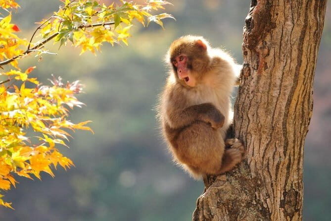 Snow Monkeys Park Tour and Ebisu-ko Fireworks Fest in Nagano - An In-Depth Look at the Itinerary: What to Expect