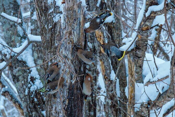 Snowshoe Adventures and Onsen Bliss Winter Escape in Furano - What Makes the Snowshoeing Special?