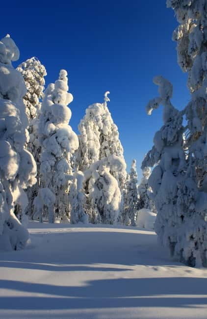 Snowshoe in a Winter Forest - Key Points