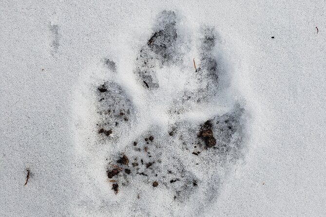Snowshoe or XC Ski in North Yellowstone (Half Day) - FAQ