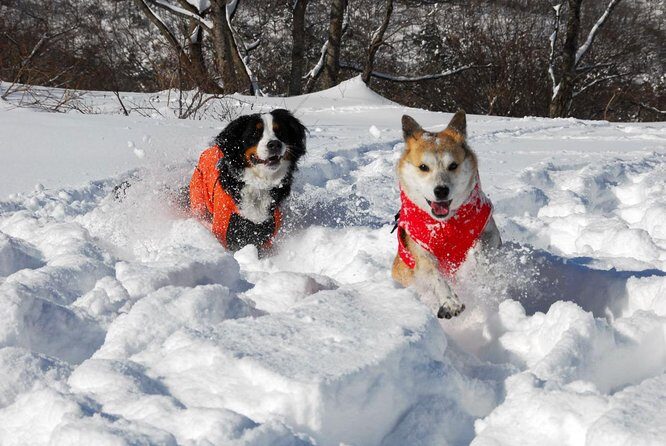 Snowshoe Tour - Snowshoe Tour in Tottori: An Authentic Winter Escape