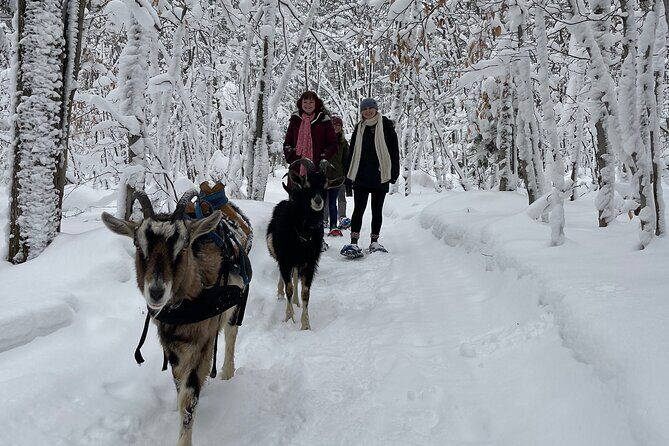 Snowshoeing with mountain goats Private activity - The Delight of Wildlife and Animal Companions