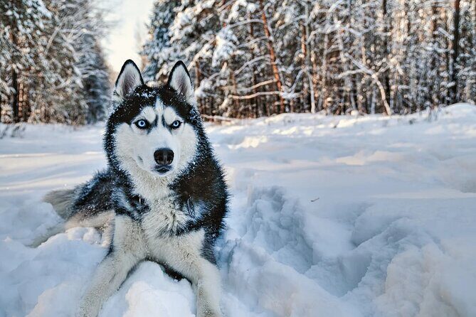 Snowy Trails 10km Husky Safari from Rovaniemi - Rovaniemi’s Husky Safari: An Authentic Arctic Adventure