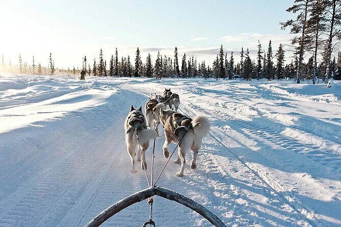 Snowy Trails 10km Husky Safari from Rovaniemi - What Makes This Tour Special?