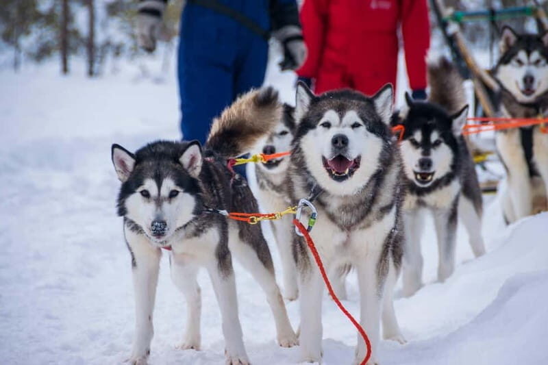 Snowy Trails Husky Safari (5 Km) - Accessibility and Flexibility
