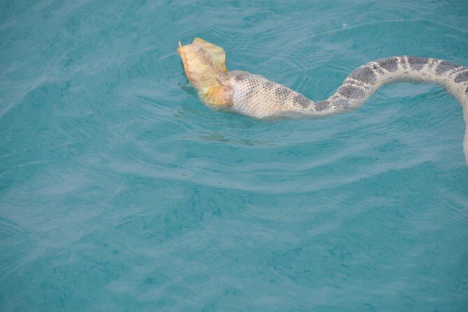 Snubfin Dolphin Eco Cruise from Broome - Wildlife Encounters and Conservation