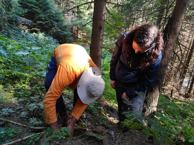 Sofia: Culinary Adventure To The Fungi And Botanical Kingdom - Sofia: Culinary Adventure To The Fungi And Botanical Kingdom