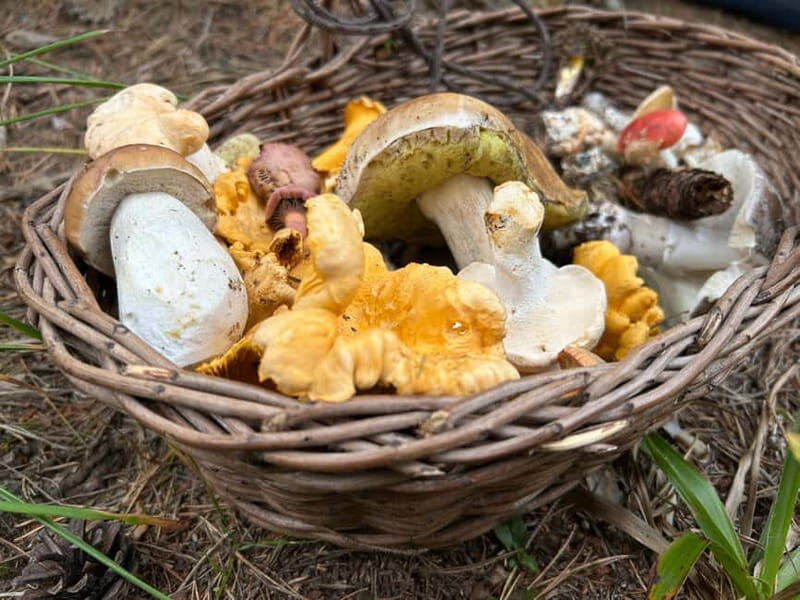 Sofia: Culinary Adventure To The Fungi And Botanical Kingdom - An Honest Breakdown of the Experience